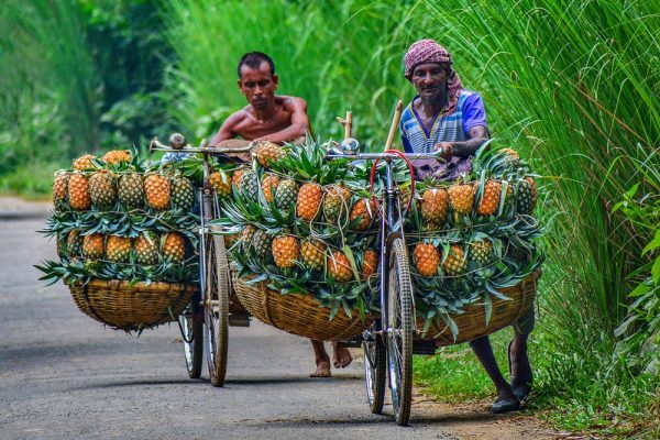 Mandatory Credit: Photo by Abdul Momin/Solent News/REX/Shutterstock (9831943f)
Pineapple sellers arrive at a market with bicycles laden with pineapples
Cyclists with bicycled laden down with pineapples, Madhupur, Bangladesh - 20 Jul 2018
*Full story: https://www.rexfeatures.com/nanolink/ugym
Cyclists desperately try to keep their heavily-laden bicycles upright as they arrive at a market with baskets full of pineapples. The men travel up to 12 and a half miles with two baskets tied to the sides of their bikes, carrying between 50 and 100 pineapples to sell. Each of the bicycles is so heavily laden with fruit it is impossible for the men to actually ride their bikes, instead having to walk alongside them. When they arrive at the market place in Madhupur, Bangladesh, buyers will pay up to 30 Taka for a pineapple - the equivalent of around 28 pence. Photographer Abdul Momin spent two hours watching and capturing the incredible struggle of the men as they arrive at the market to sell their fruit.